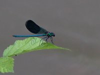 maudoc.com • Splendente comune - Calopteryx splendens •  Calopteryx splendens.jpg   Splendente comune - Calopteryx splendens  ♂ : Libellula